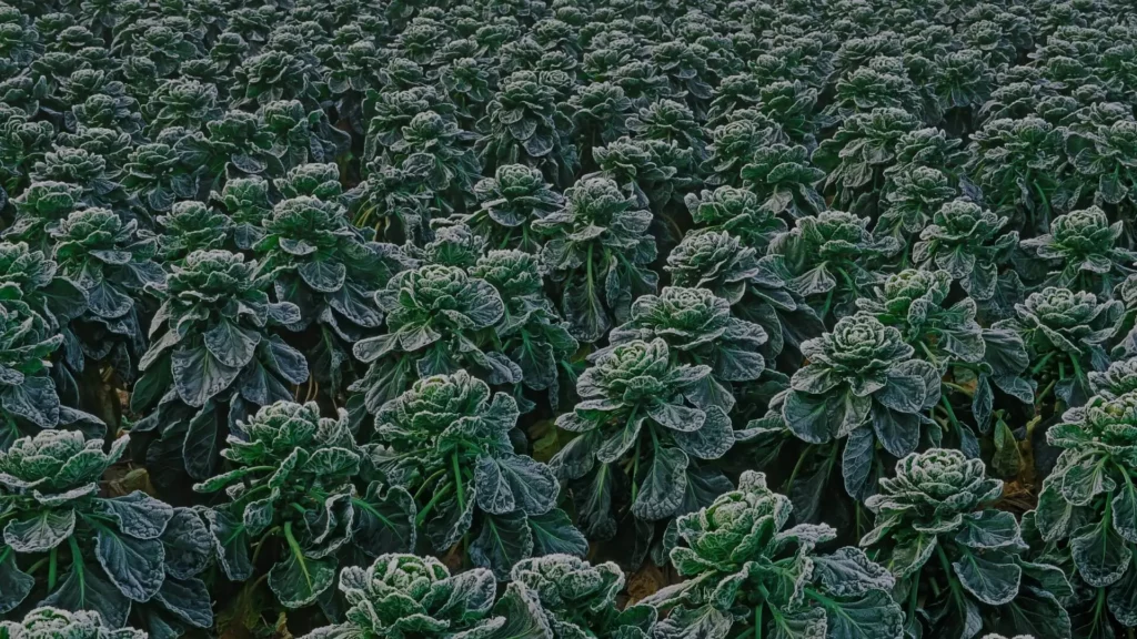 Close-up detail of green leaves covered in white frost crystals during a late spring freeze.