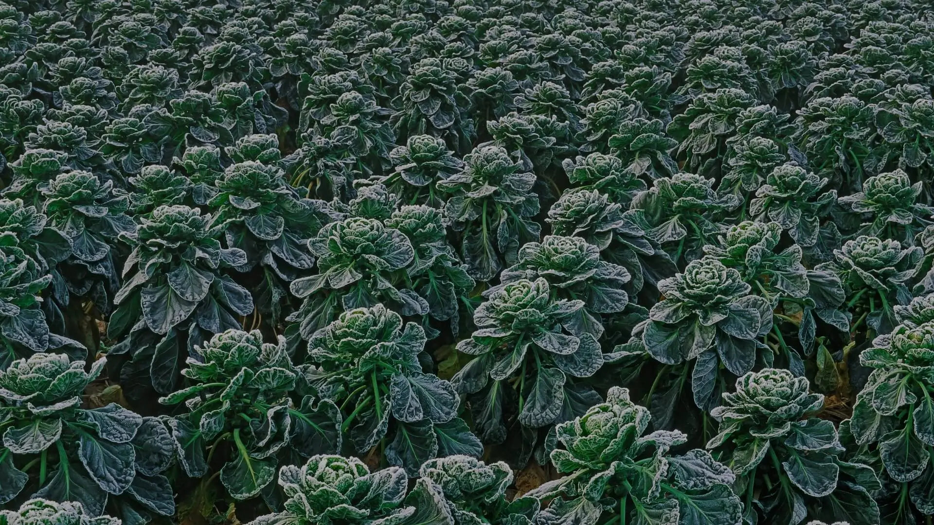 Close-up detail of green leaves covered in white frost crystals during a late spring freeze.