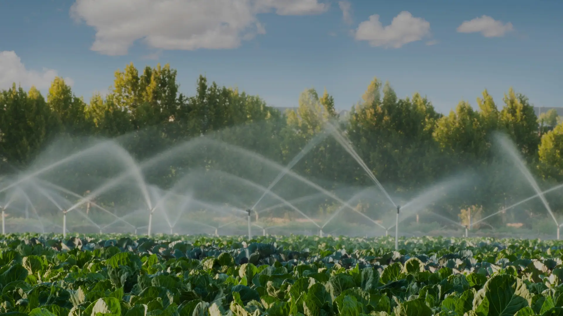 Close-up of agricultural sprinkler systems watering a green field, blurring into the background.