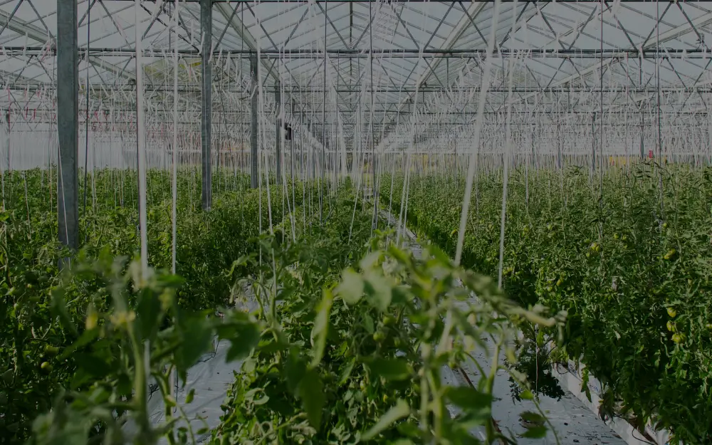 Interior view of a modern high-tech greenhouse with rows of crops and automated systems.